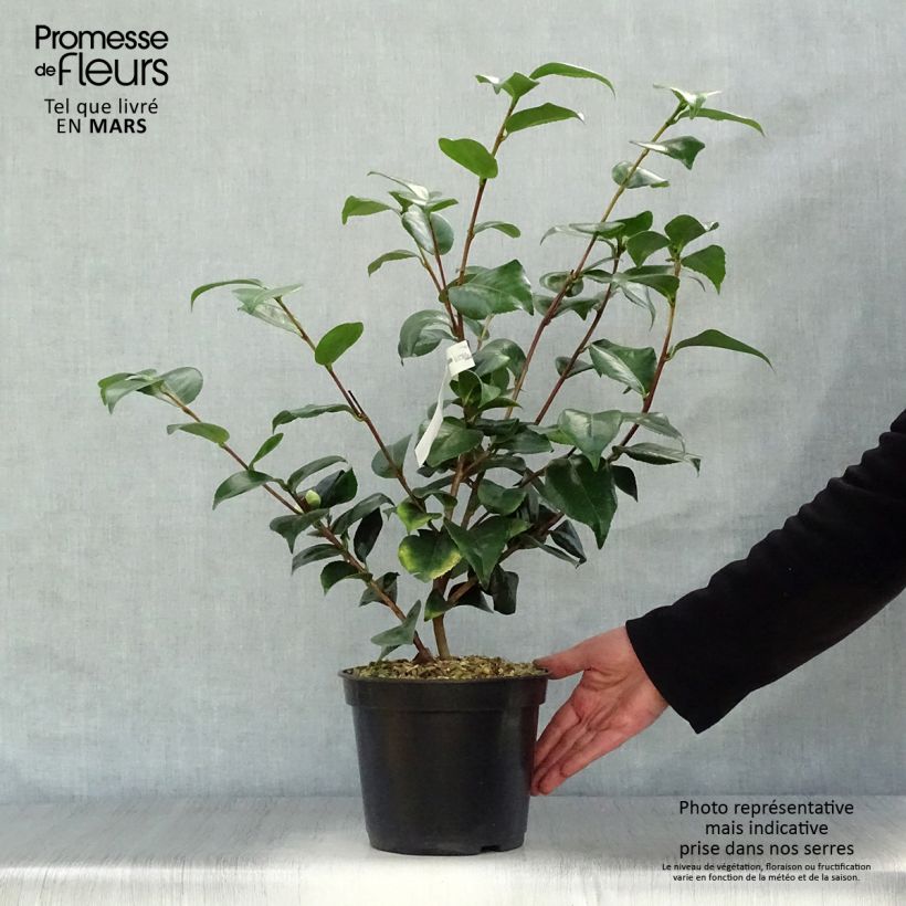 Example of Camellia Lavinia Maggi - Japanische Kamelie Topf mit 3L/4L as you get in printemps