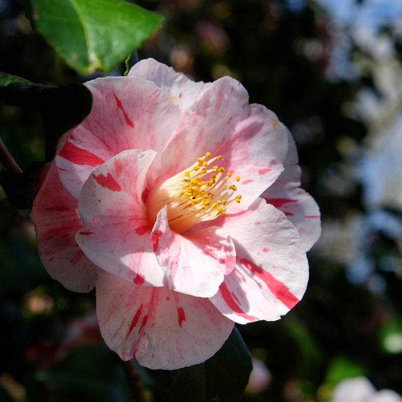 Camellia Lavinia Maggi - Japanische Kamelie (Flowering)