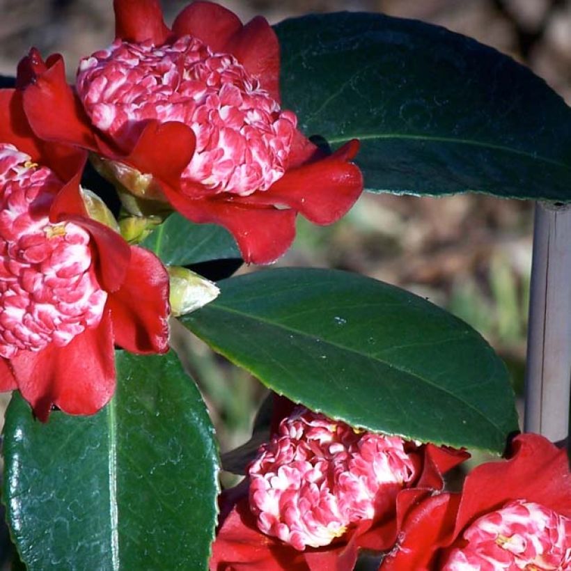 Camellia Lipstick - Japanische Kamelie (Foliage)