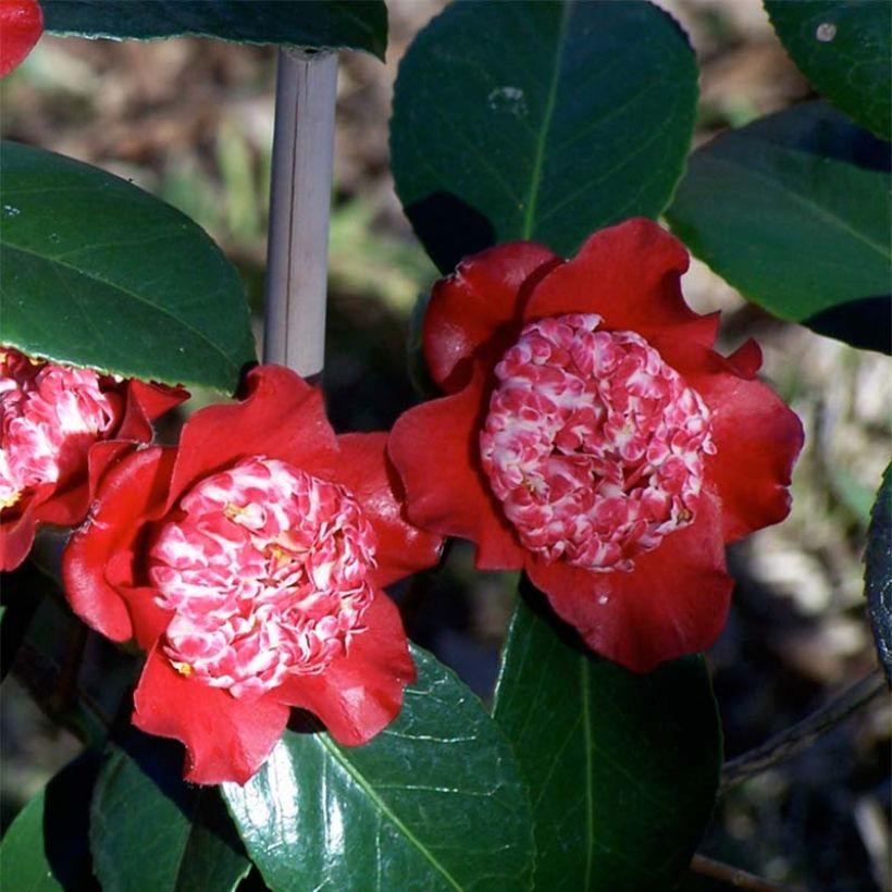 Camellia Lipstick - Japanische Kamelie (Flowering)