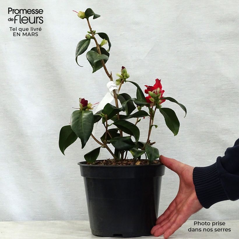 Example of Camellia Lipstick - Japanische Kamelie Topf mit 4L/5L as you get in printemps