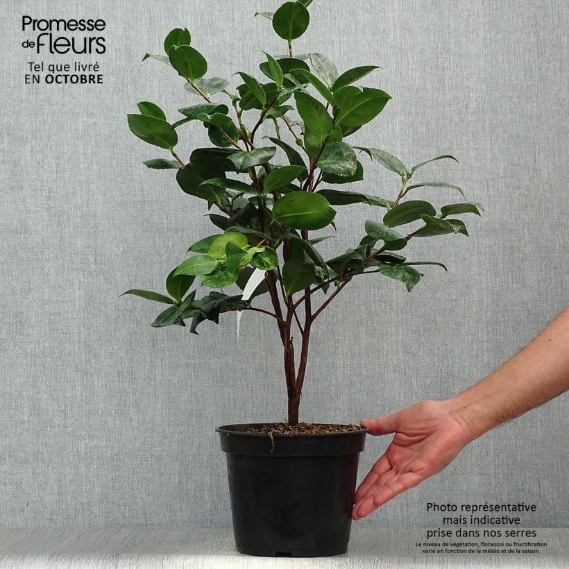 Exemplar von Camellia Margaret Davis - Japanische Kamelie Topf mit 3L/4L wie im Herbst geliefert