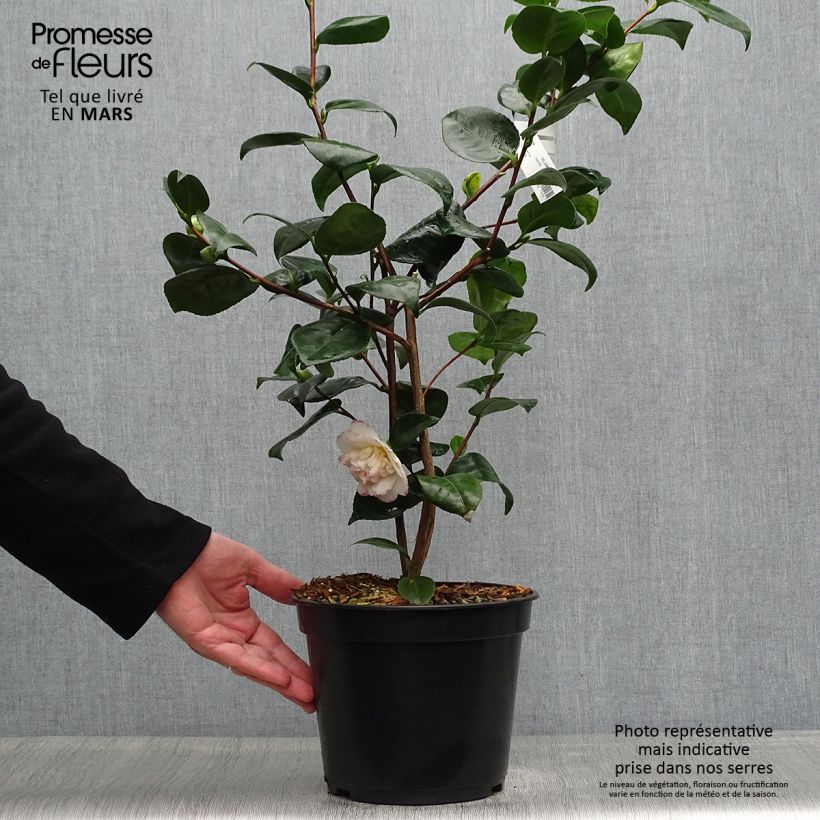 Example of Camellia Margaret Davis - Japanische Kamelie Topf mit 3L/4L as you get in printemps