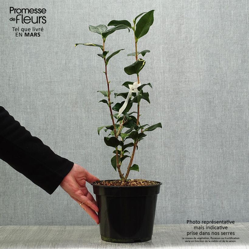 Example of Camellia Midnight Variegated - Japanische Kamelie Topf mit 4L/5L as you get in printemps