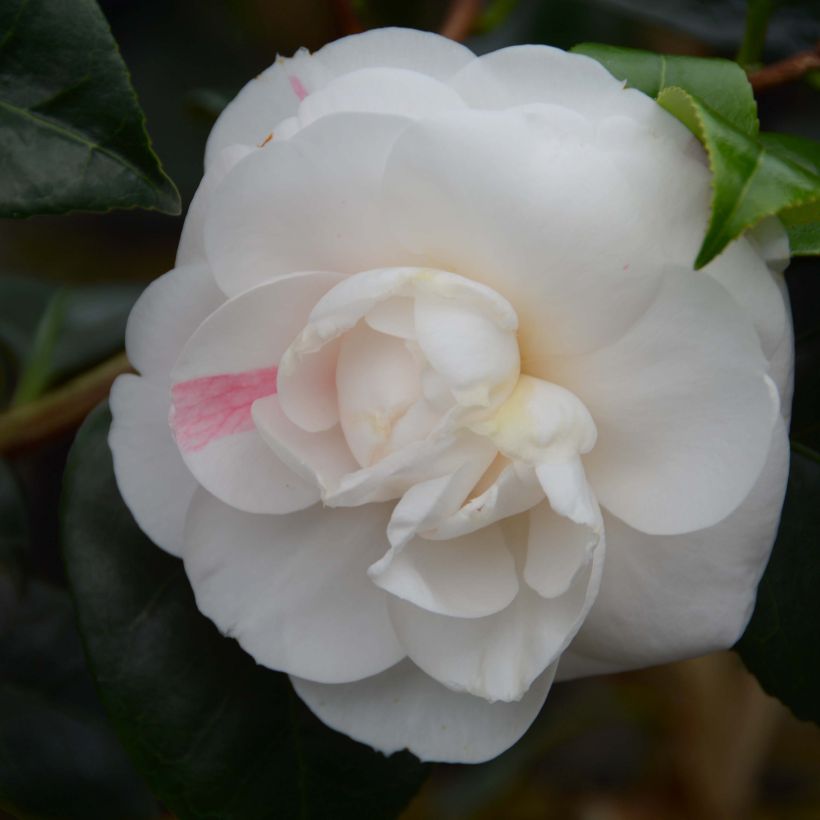 Camellia Montironi - Japanische Kamelie (Flowering)