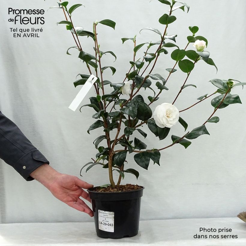 Example of Camellia Montironi - Japanische Kamelie Topf mit 4L/5L as you get in printemps