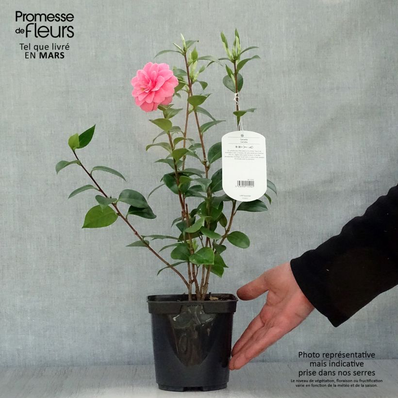 Exemplar von Camellia Mrs Tingley - Japanische Kamelie Topf mit 3L/4L wie im Frühjahr geliefert