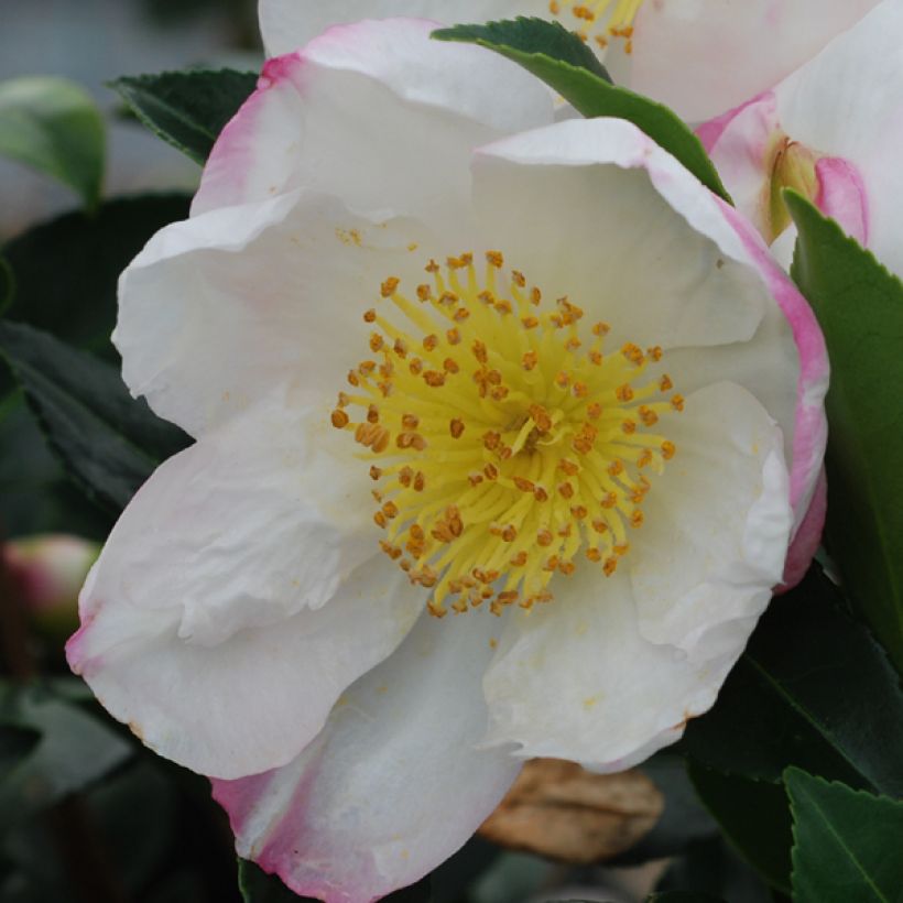Camellia sasanqua Narumi Gaita - Herbstblühende Kamelie (Flowering)