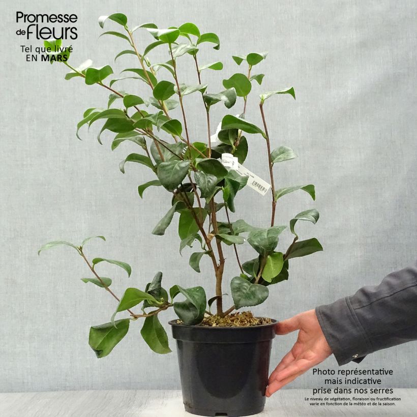 Example of Camellia Nobilissima - Japanische Kamelie Topf mit 4L/5L as you get in printemps