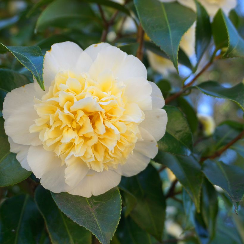 Camellia Nobilissima - Japanische Kamelie (Flowering)