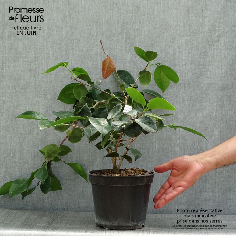 Exemplar von Camellia de Higo Okan - Japanische Kamelie Topf mit 4L/5L wie im Sommer geliefert
