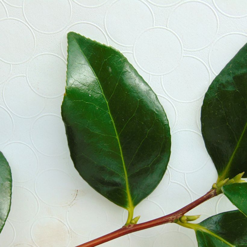 Camellia Paddy's Perfumed - Japanische Kamelie (Foliage)