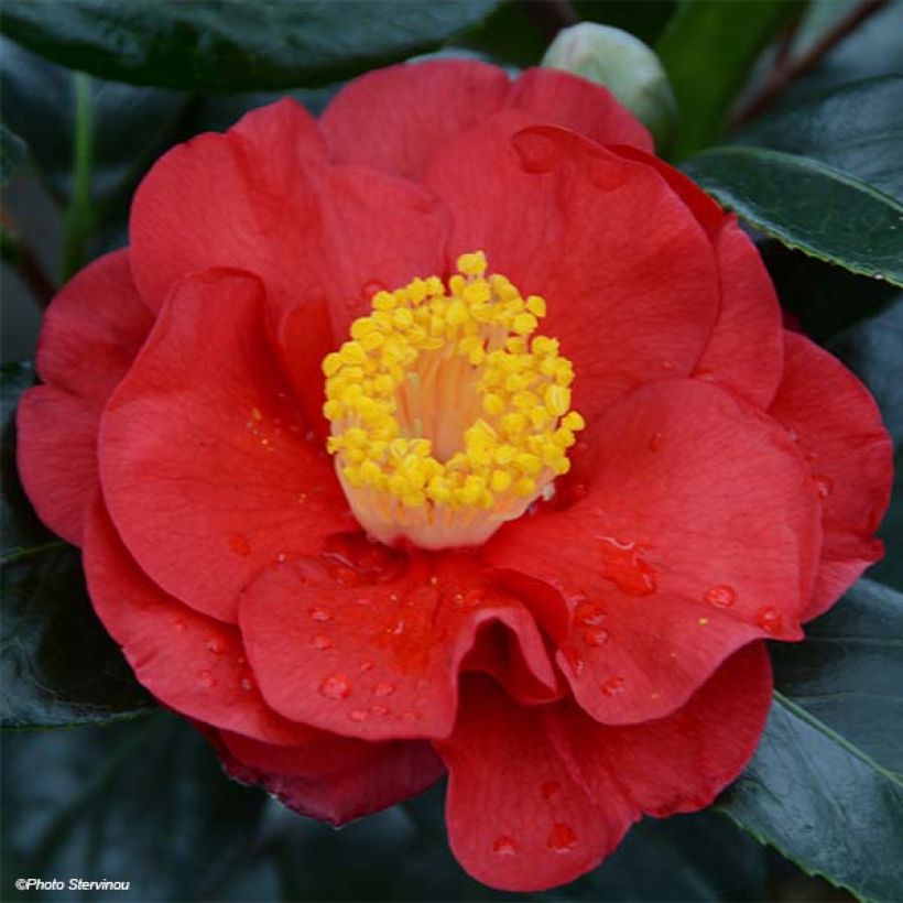 Camellia San dimas - Japanische Kamelie (Flowering)