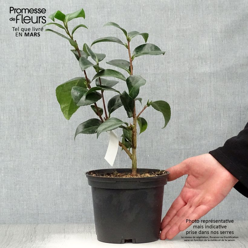 Example of Camellia San dimas - Japanische Kamelie Topf mit 2L/3L as you get in printemps