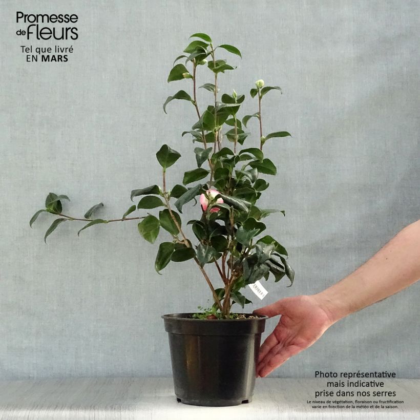 Exemplar von Camellia Sunny Side - Japanische Kamelie Topf mit 4L/5L wie im Frühjahr geliefert