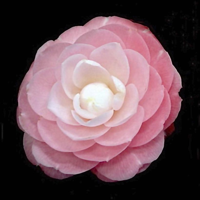 Camellia Sweet Olive - Japanische Kamelie (Flowering)
