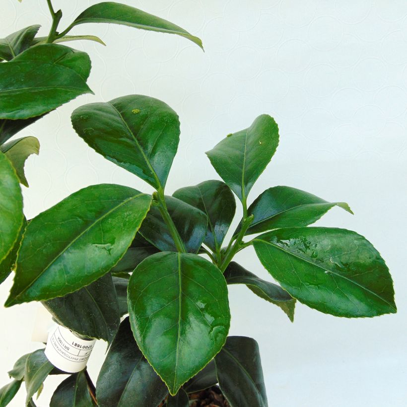 Camellia Sweet Olive - Japanische Kamelie (Foliage)