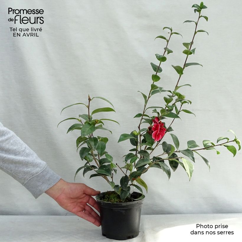 Example of Camellia Volunteer - Japanische Kamelie Topf mit 2L/3L as you get in printemps