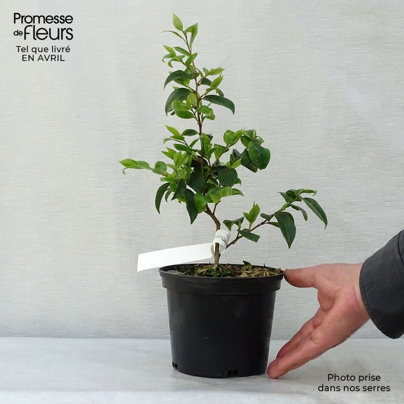 Exemplar von Camellia Cinnamon Scentsation - Kamelie Topf mit 1,5L/2L wie im Frühjahr geliefert