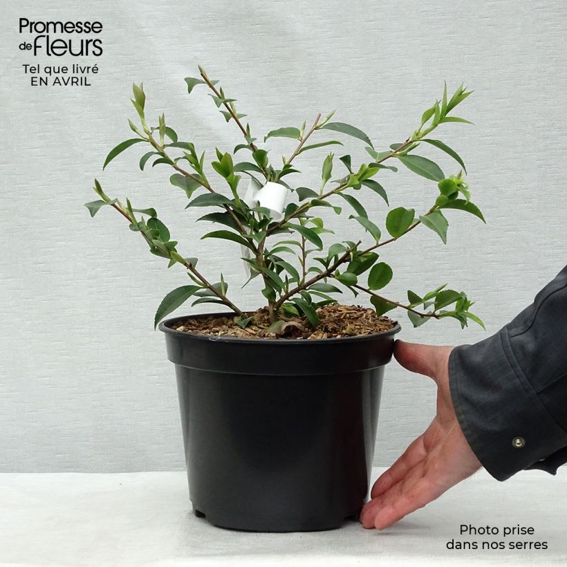 Example of Camellia lutchuensis Sweet Emily Kate - Kamelie Topf mit 4L/5L as you get in printemps