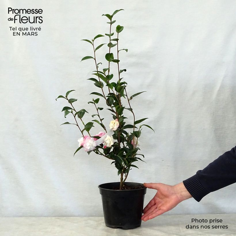 Exemplar von Camellia transnokoensis Sweet Jane - Kamelie Topf mit 4L/5L wie im Frühjahr geliefert