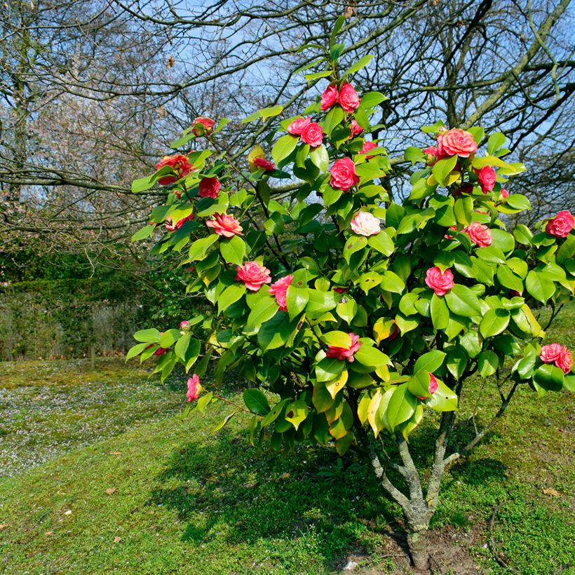 Camellia chandleri Elegans - Japanische Kamelie (Wuchs)