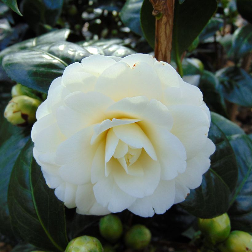 Camellia Dahlonega - Kamelie (Flowering)