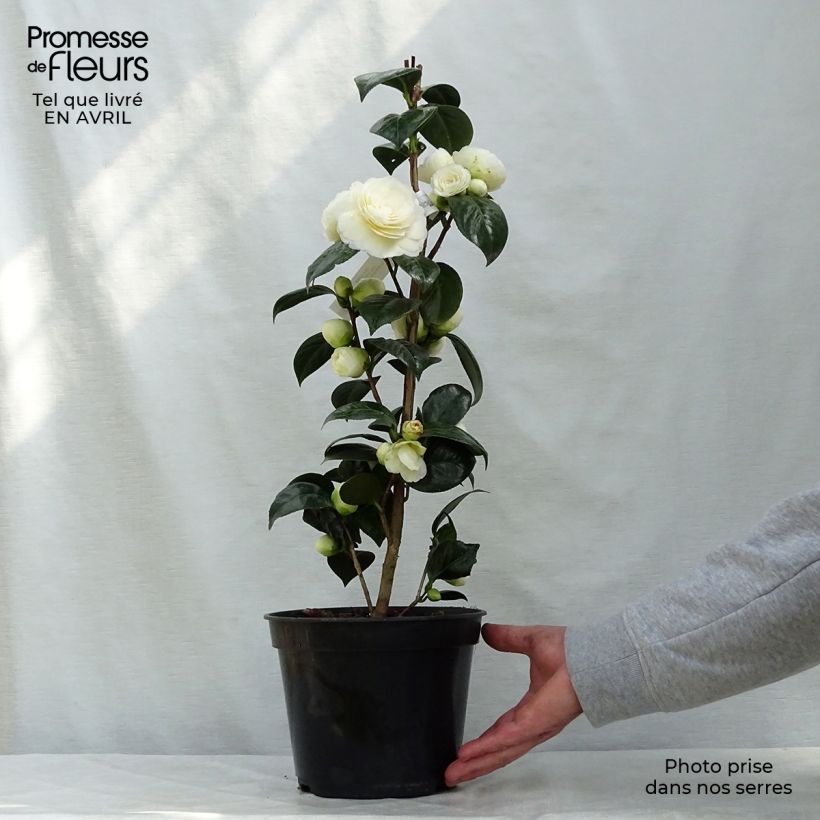 Example of Camellia Dahlonega - Kamelie Topf mit 4L/5L as you get in printemps