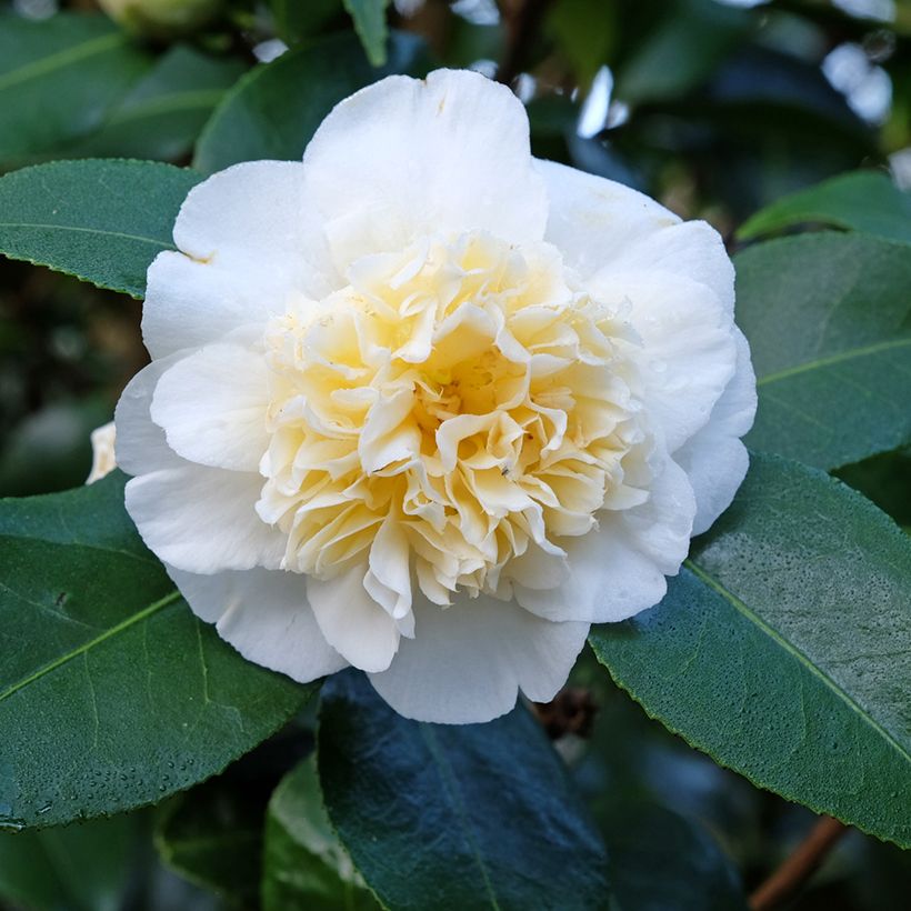 Camellia Jury's Yellow - Japanische Kamelie (Flowering)