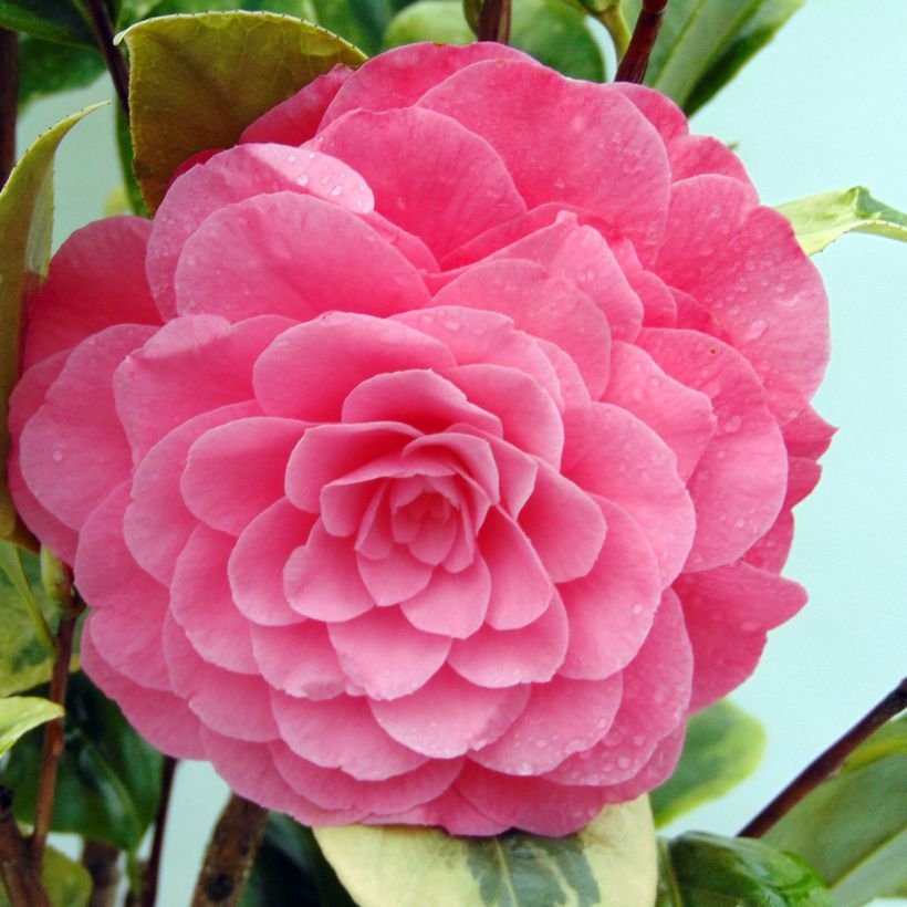 Camellia Kerguelen - Japanische Kamelie (Flowering)