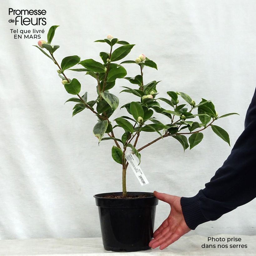 Example of Camellia Kerguelen - Japanische Kamelie Topf mit 4L/5L as you get in printemps