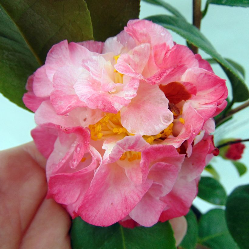 Camellia Nuccio's Jewel - Japanische Kamelie (Flowering)