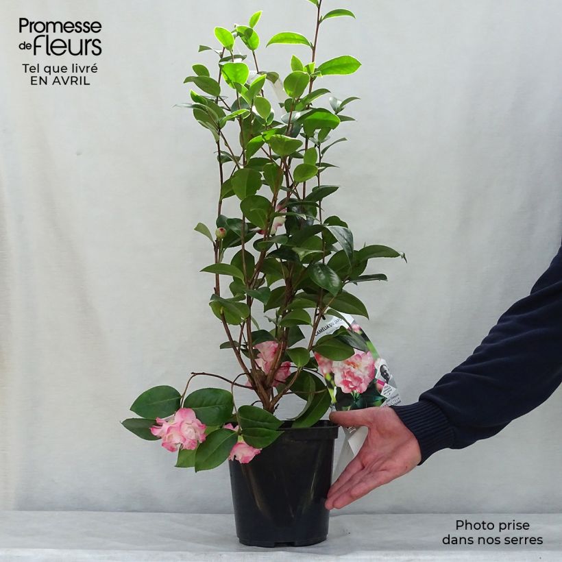Example of Camellia Nuccio's Jewel - Japanische Kamelie Topf mit 3L/4L as you get in printemps