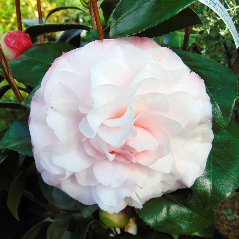 Camellia Nuccio s Pearl - Kamelie (Flowering)