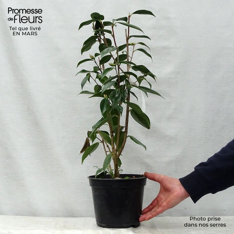 Exemplar von Camellia Royal Velvet - Kamelie Topf mit 4L/5L wie im Frühjahr geliefert