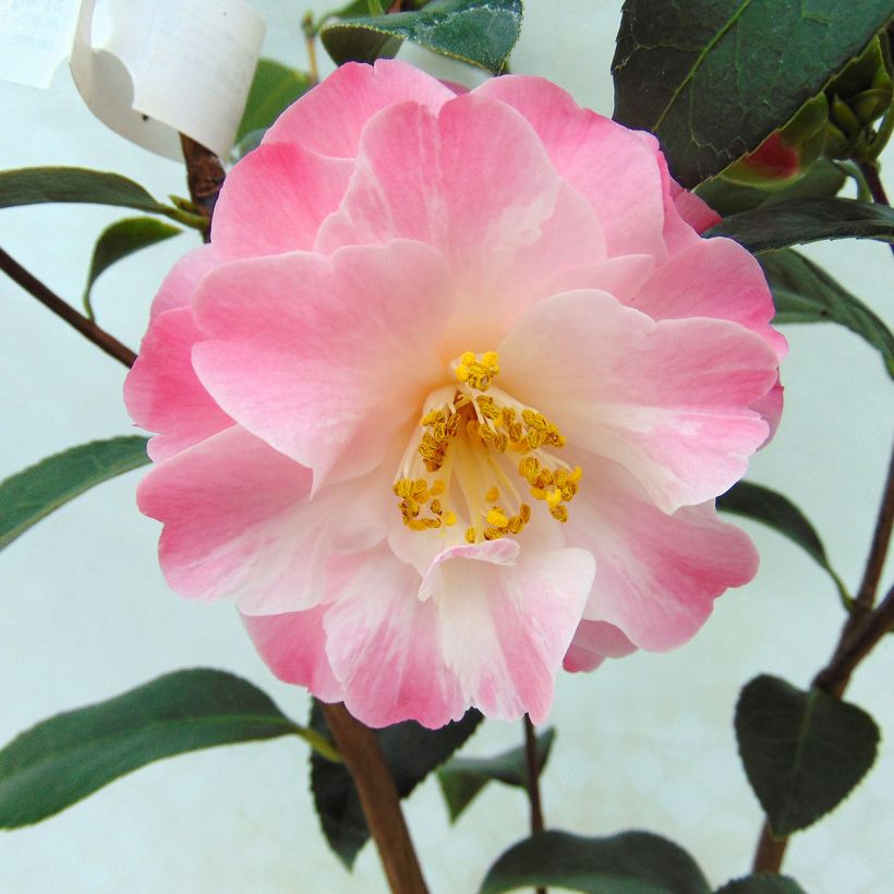 Camellia williamsonii Spring Daze - Kamelie (Flowering)