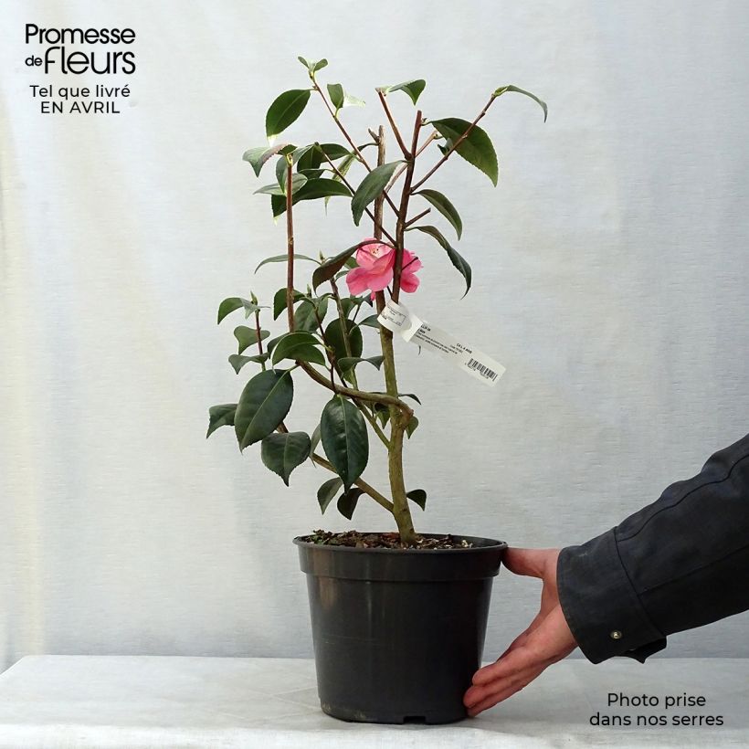 Example of Camellia williamsonii Spring Daze - Kamelie Topf mit 4L/5L as you get in printemps