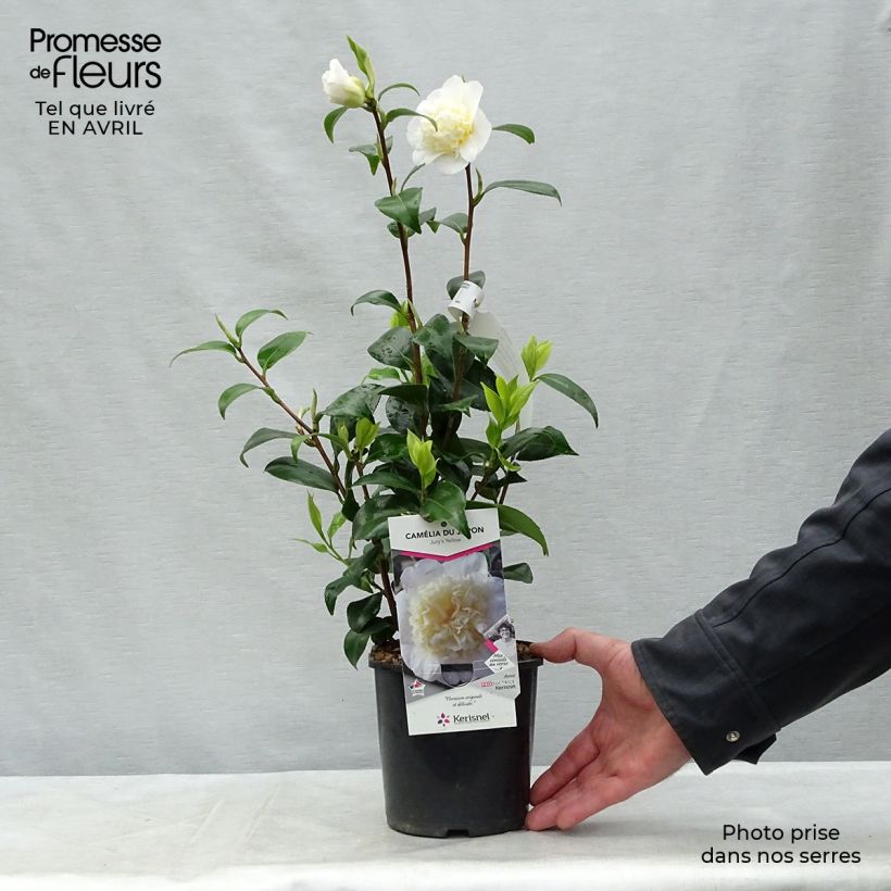 Example of Camellia Jury's Yellow - Japanische Kamelie Topf mit 1,5L/2L as you get in printemps