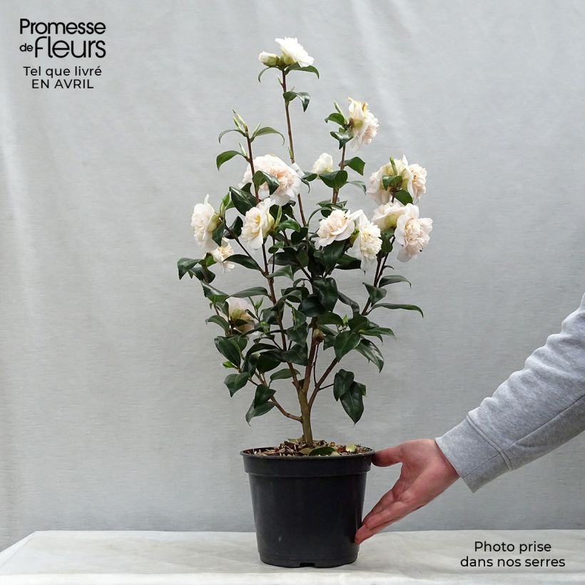 Example of Camellia Jury's Yellow - Japanische Kamelie Topf mit 3L/4L as you get in printemps