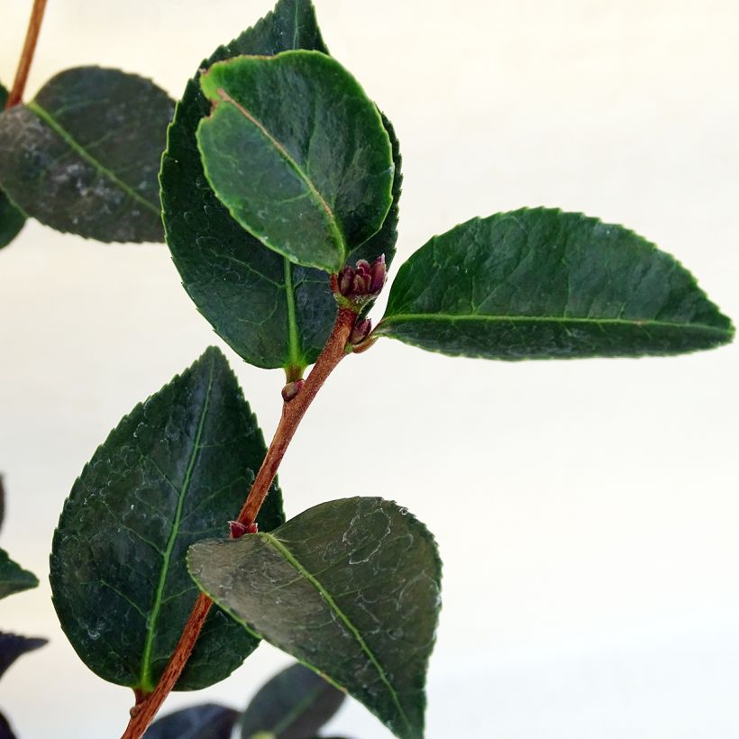 Camellia sasanqua Narumi Gaita - Herbstblühende Kamelie (Foliage)