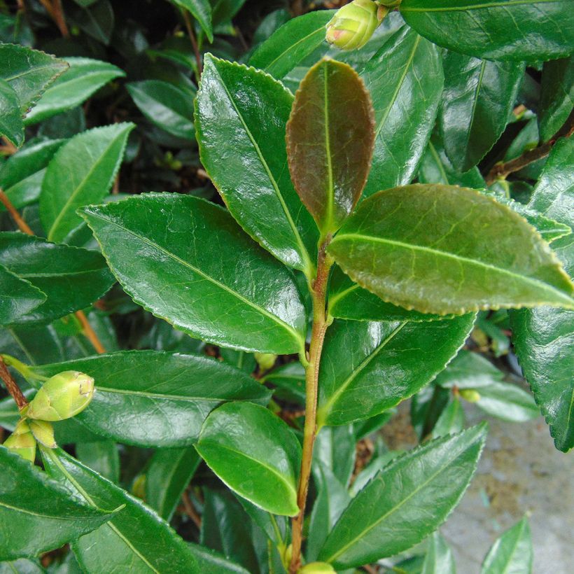 Camellia sasanqua Early Pearly - Herbstblühende Kamelie (Foliage)