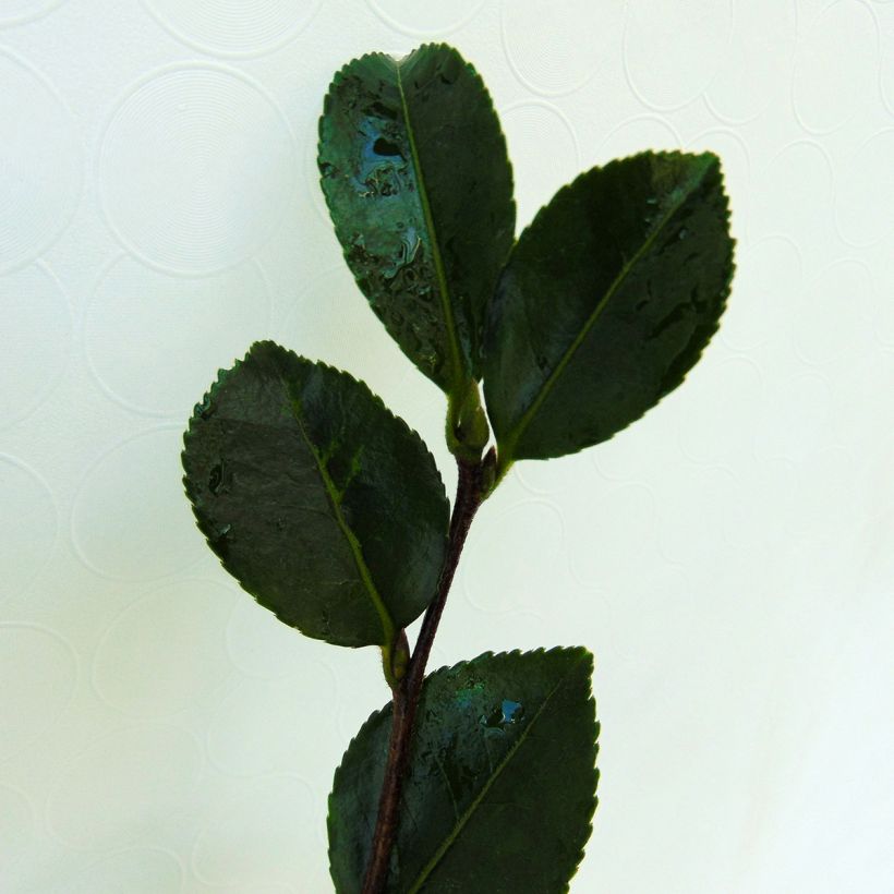 Camellia sasanqua Setsugekka - Herbstblühende Kamelie (Foliage)