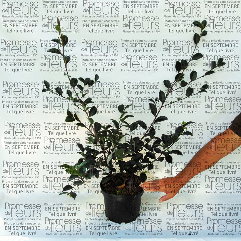Example of Camellia sasanqua Setsugekka - Herbstblühende Kamelie Topf mit 4L/5L as you get