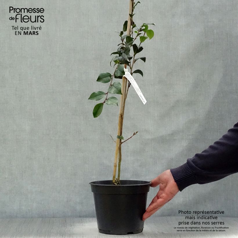 Example of Camellia sasanqua Choji Guruma - Herbstblühende Kamelie Topf mit 4L/5L as you get in printemps