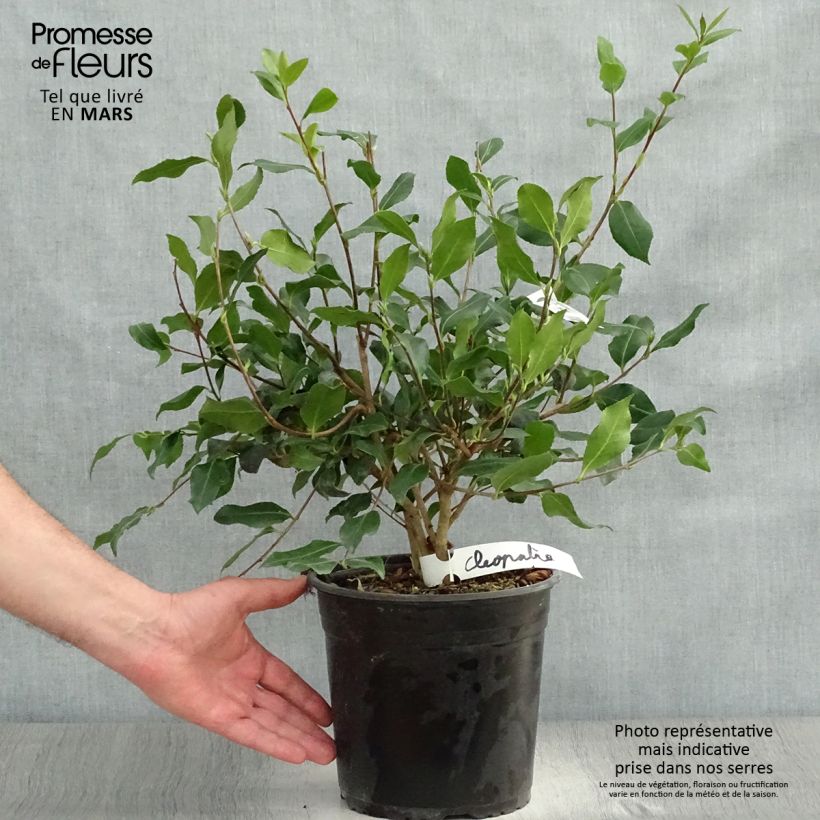 Example of Camellia sasanqua Cleopatra - Herbstblühende Kamelie Topf mit 3L/4L as you get in printemps