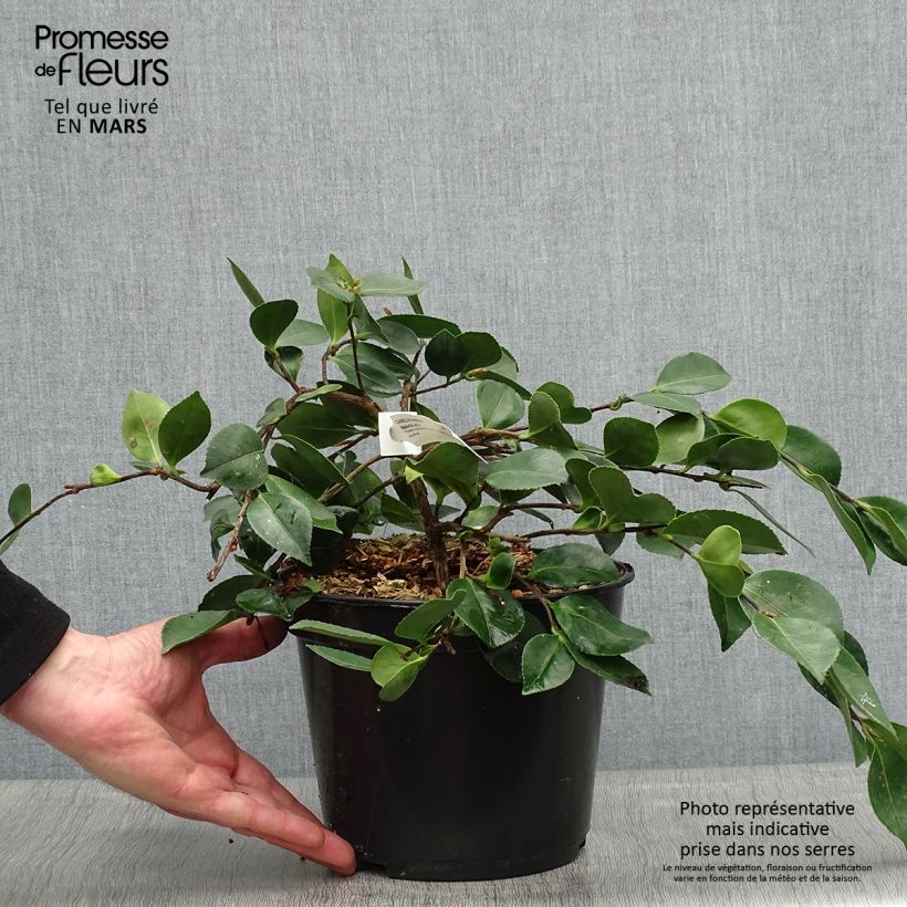 Example of Camellia sasanqua Waterfall White - Herbstblühende Kamelie Topf mit 4L/5L as you get in printemps