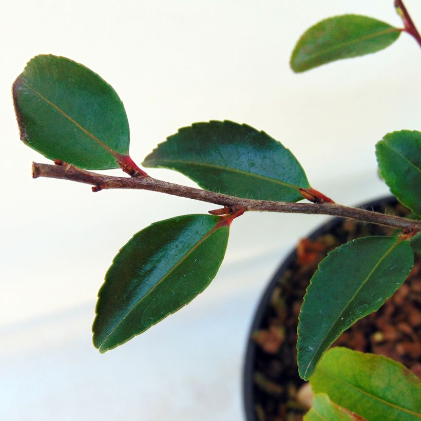 Camellia lutchuensis - Kamelie (Laub)