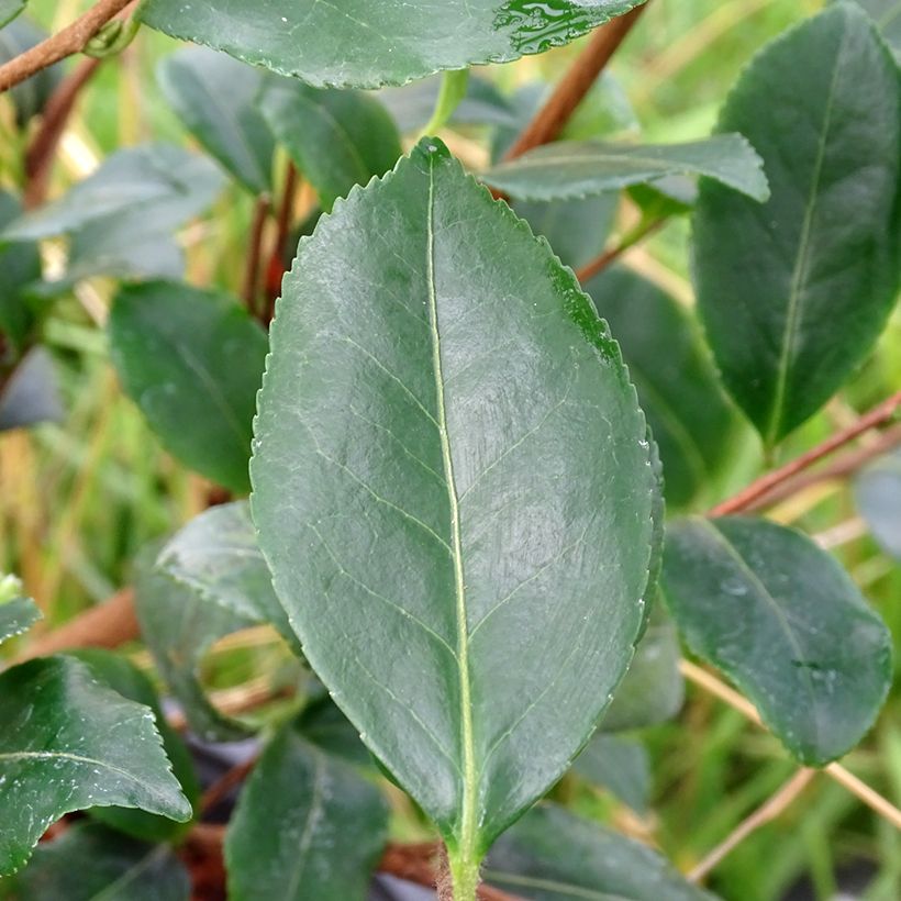Camellia sasanqua Cleopatra - Herbstblühende Kamelie (Foliage)