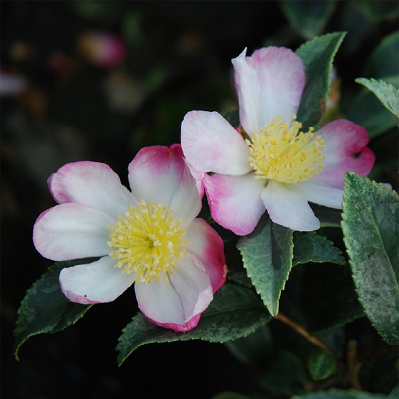 Camellia sasanqua Variegata - Herbstblühende Kamelie (Blüte)