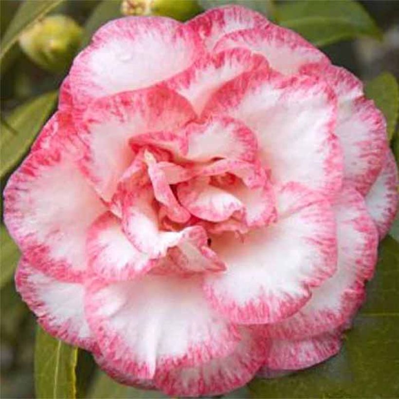 Camellia Betty's Beauty - Kamelie (Flowering)